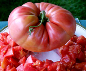 The Biggest Tomatoes