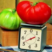 TM228-10 - Big Zac Tomato