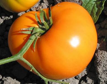Orange Strawberry