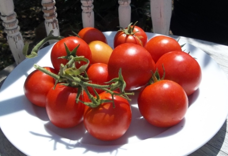 Tomato Tamina outdoor locations of finest taste early approx 60 Grain/Seeds